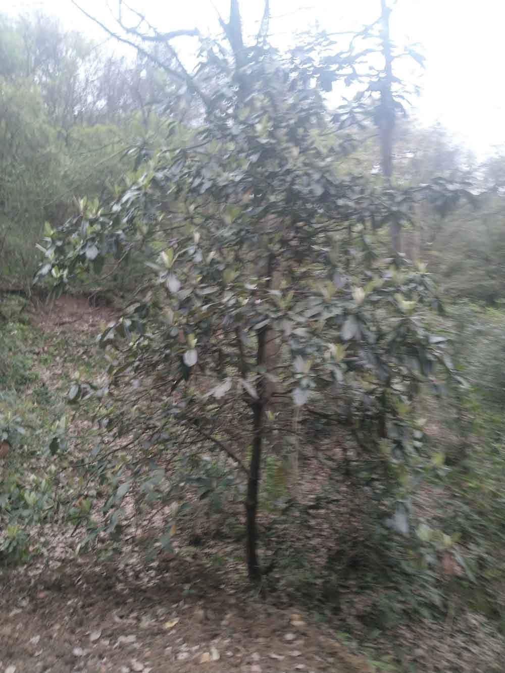 1615638956360364.jpg IMG_20210313_165001.jpg
