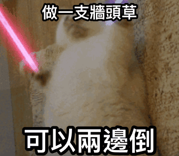 墙头草