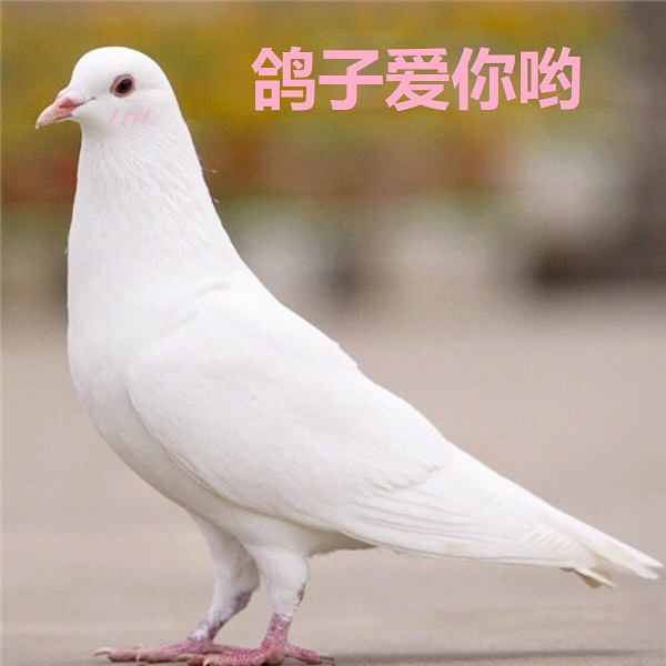 1鸽子精.jpg