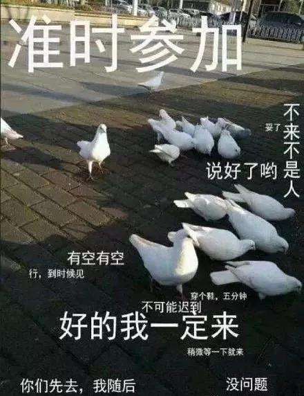 鸽子.jpg