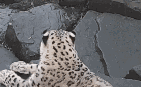 QQ图片20190526094455.gif