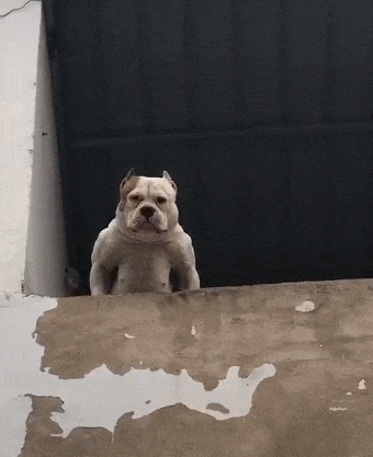 1565078816681_835817505b584e2da42dda7eb11484a7.gif