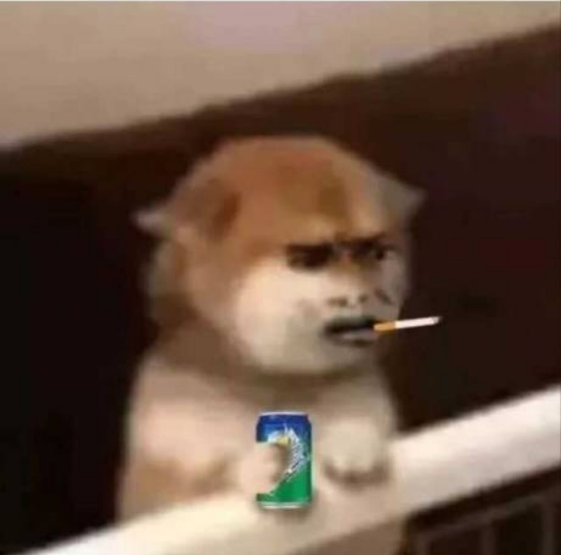 -1d54e425c2d2cd63.jpg