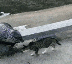 QQ图片20190919222738.gif