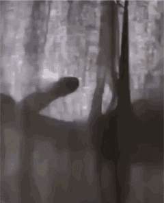 1574920698309_3f74ce2004bf4cc18b0aac1e99dd7245.gif