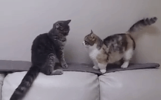 null-51349f091e8800ce.gif
