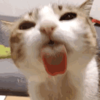 -4112ba2f9454ed5a.gif