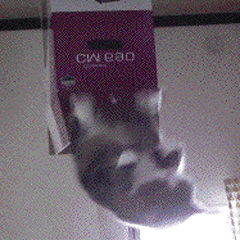 -3ea536e3113c2e9a.gif