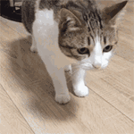 -2556d7231d3b9178.gif