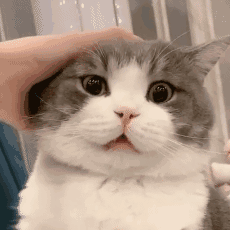 -3a7a25416502d972.gif