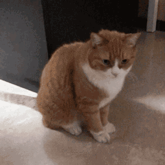ba3ee32cf4c1a1b.gif