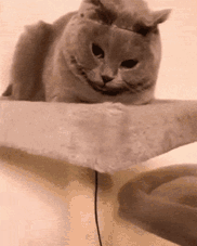 -511c80326d8ddbf3.gif