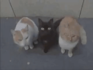 1580137101831_e61c0ce5g00q4qykm00k5c0008w006oc.gif