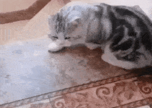 7743b86a699ec060d92ed7c0fc99e8c5.gif