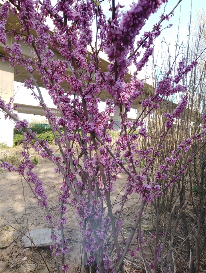 IMG_20200328_171310.jpg