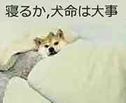 QQ图片20200506235016.jpg