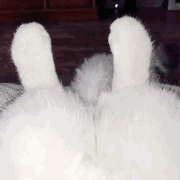 -6eeab243c1c8fe.gif