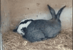 -2b2b2dda6d72879.gif